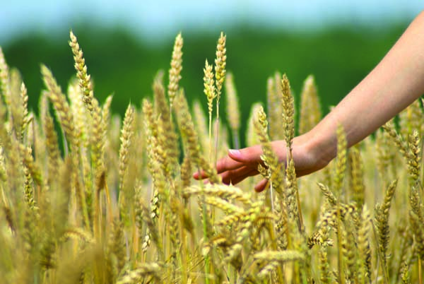 Psys des villes, psys des champs